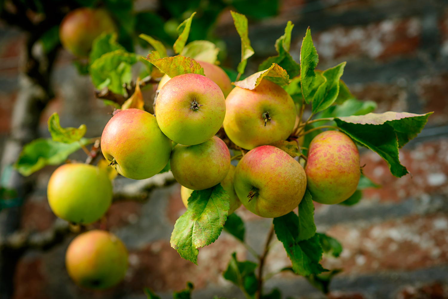 6 Most Popular British Apples TasteAtlas