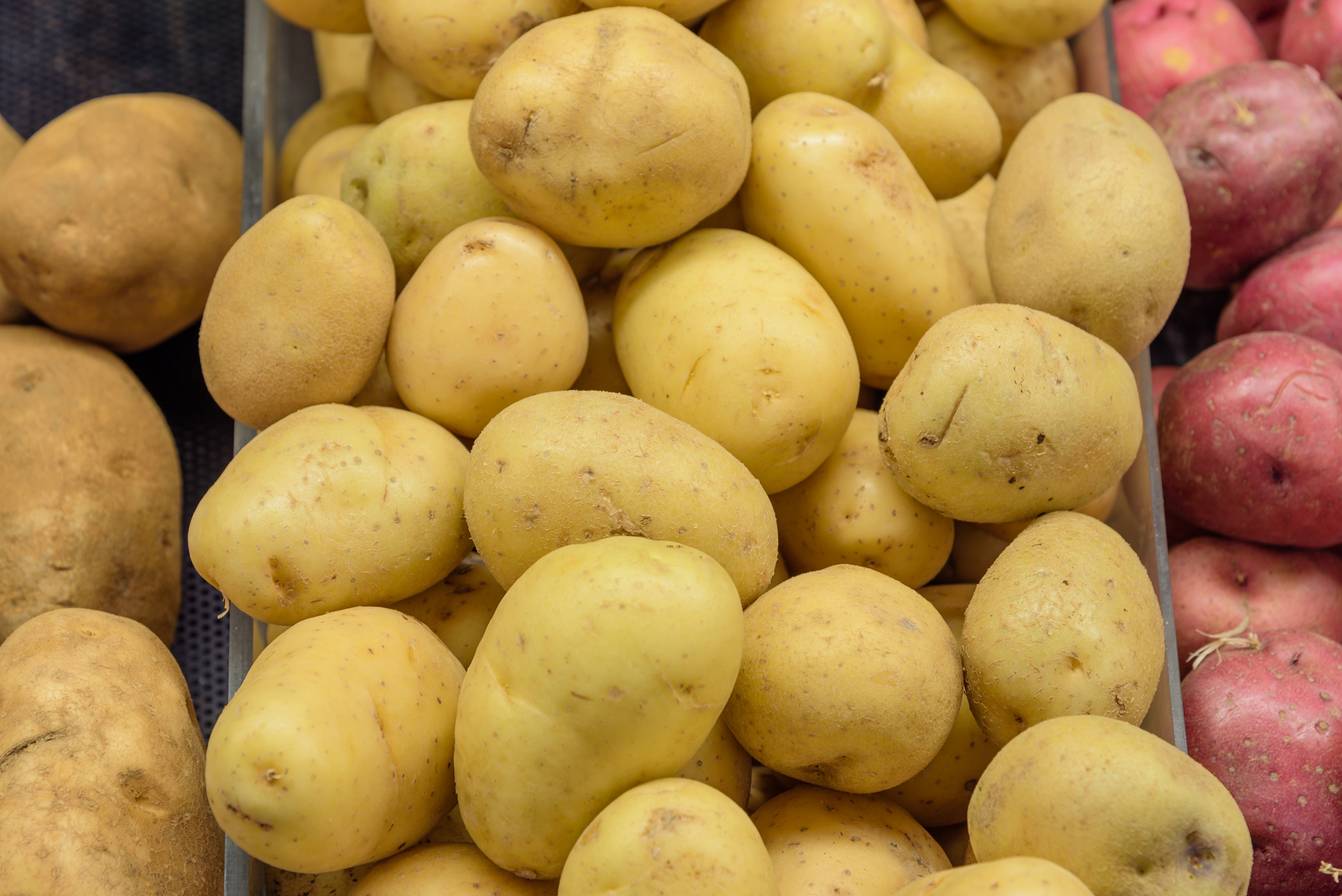 Yellow Finn | Local Potato From Europe