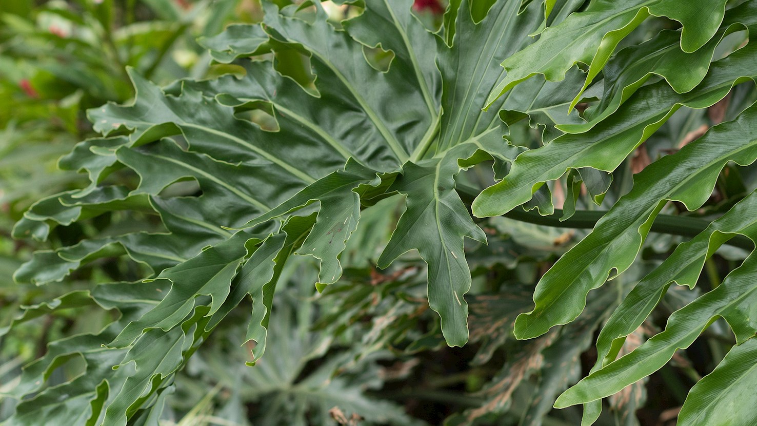 asplenium plants Asplenium theciferum — Ecuagenera Orquídeas del Ecuador