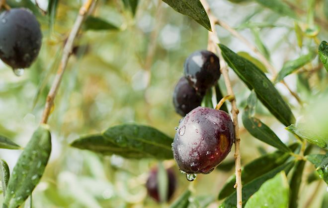 European Olives: 29 Olive Types in Europe | TasteAtlas