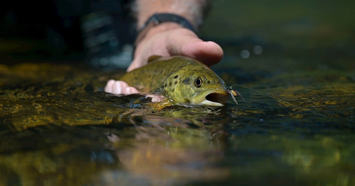 Fly fishing in the black forest region of Germany