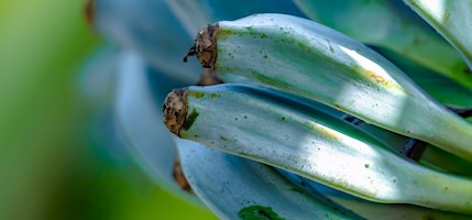 Blue Java banana