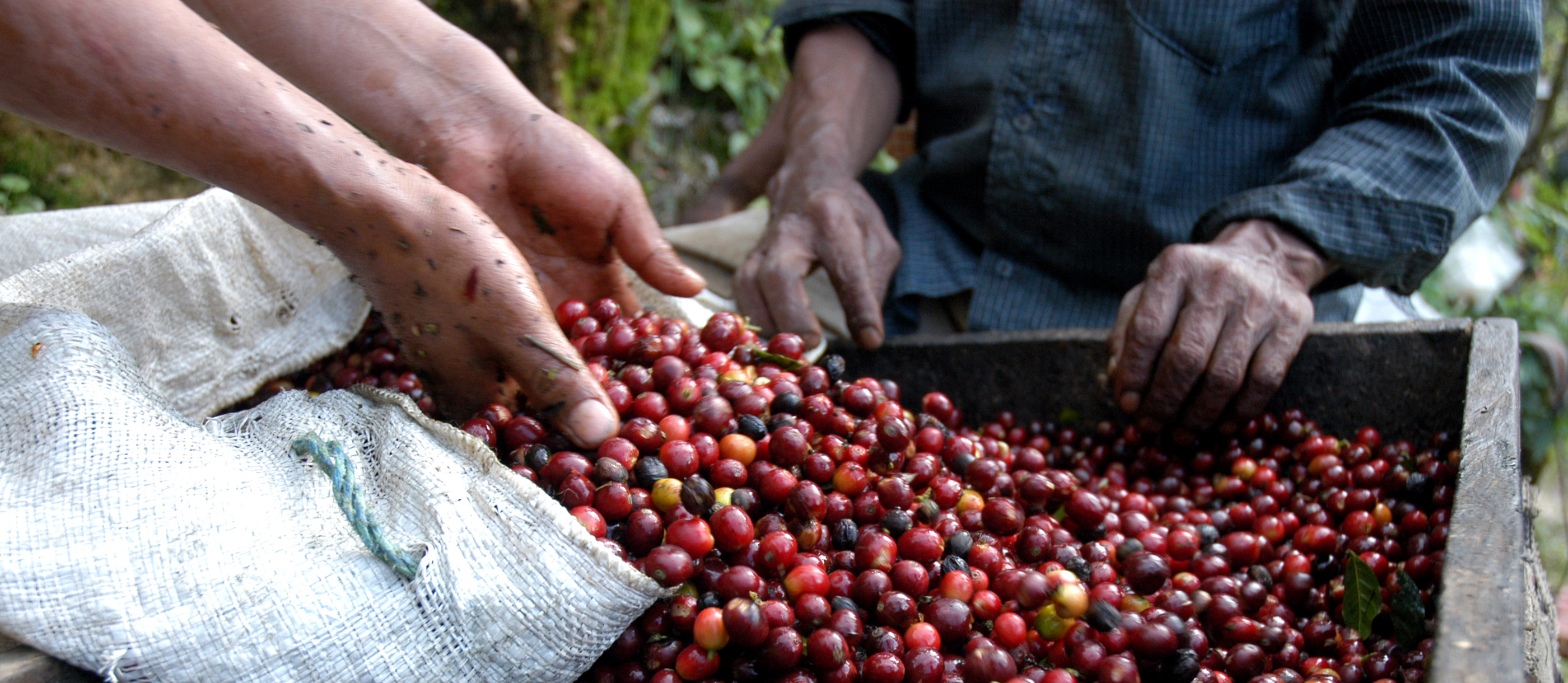 Huehuetenango Highland Coffee