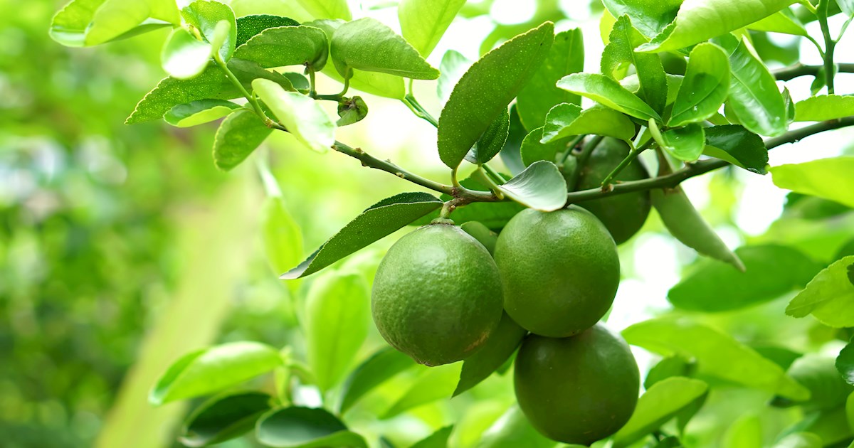 3-best-fruits-in-malta-tasteatlas