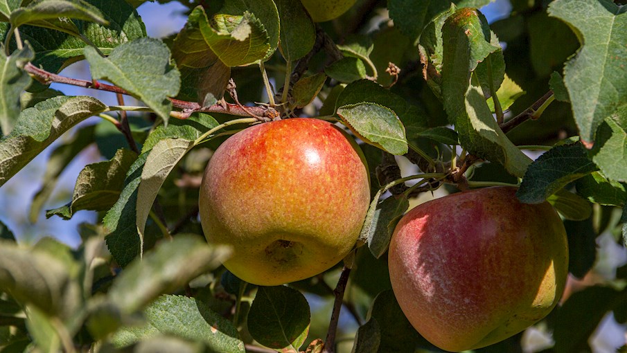 50 Most Popular North American Apples TasteAtlas
