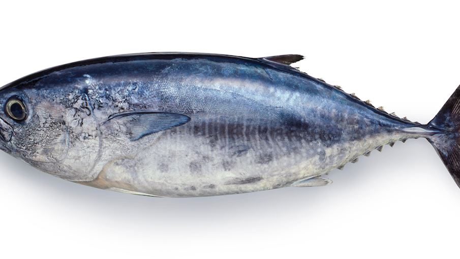 5 Most Popular Japanese Tuna TasteAtlas