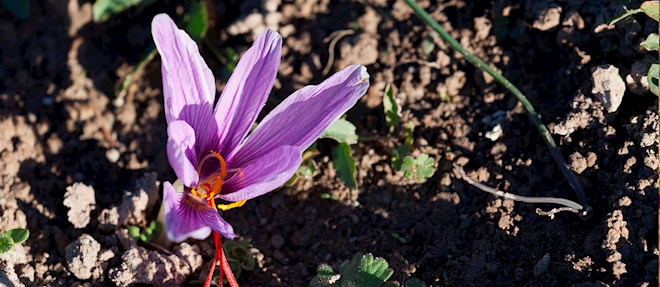 Saffrons of the World: 10 Saffron Types | TasteAtlas