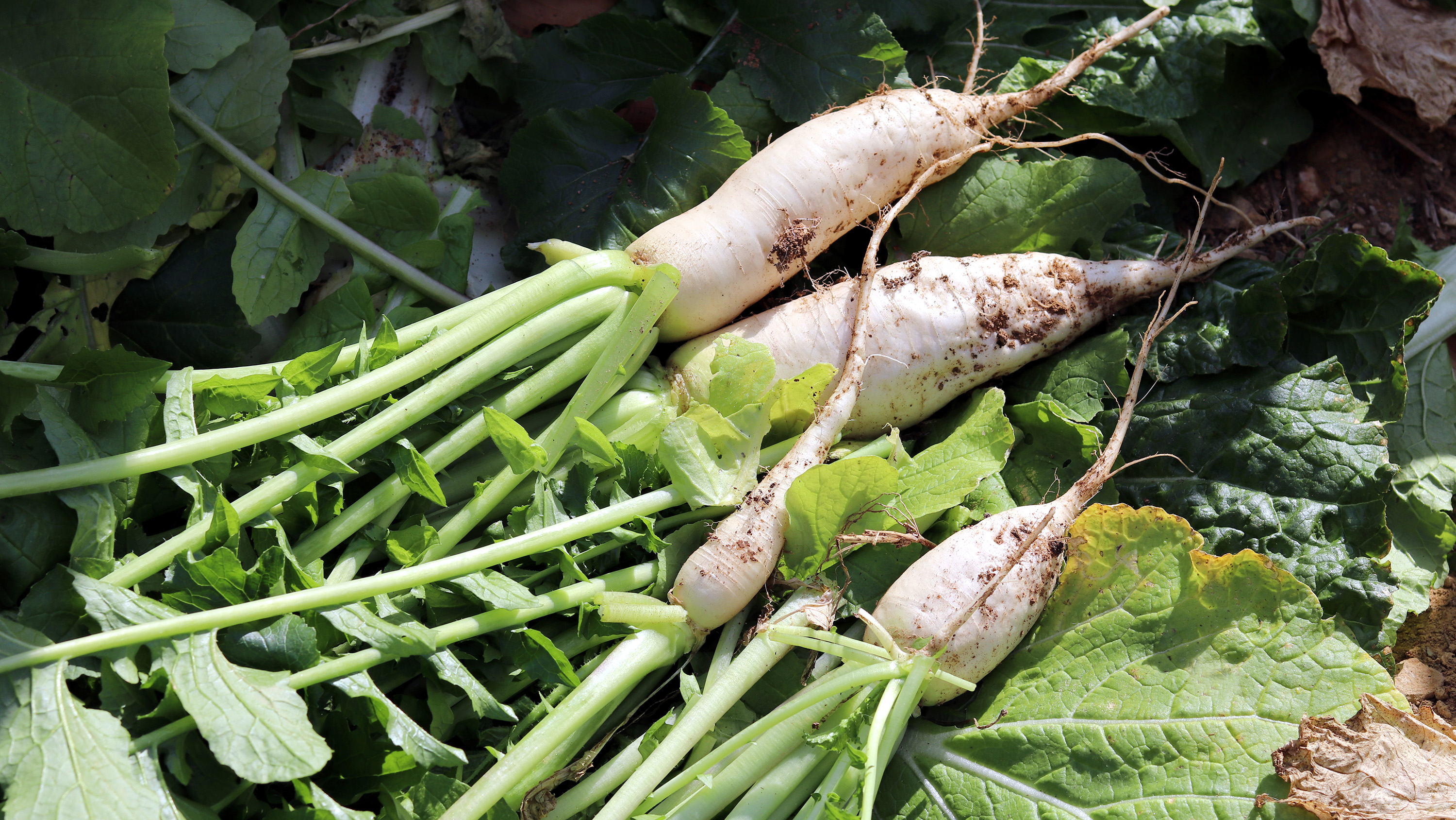 Most Popular Root Vegetables in The World TasteAtlas