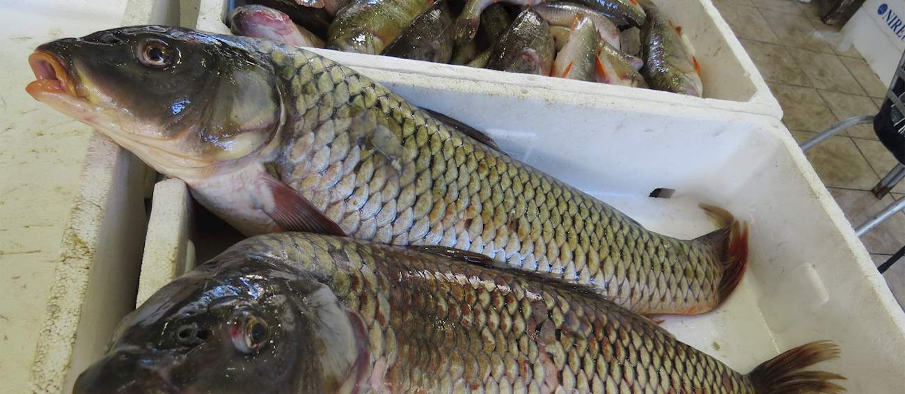 Krap | Local Carp From Montenegro, Southeastern Europe