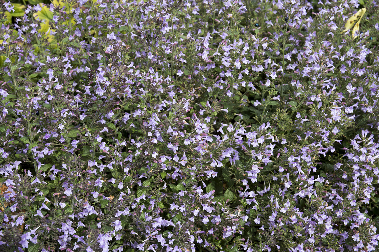 Italian Herbs and Spices 9 Herb/Spice Types in Italy TasteAtlas