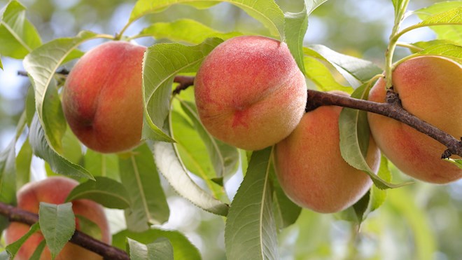 European Peaches: 8 Peach Types in Europe | TasteAtlas