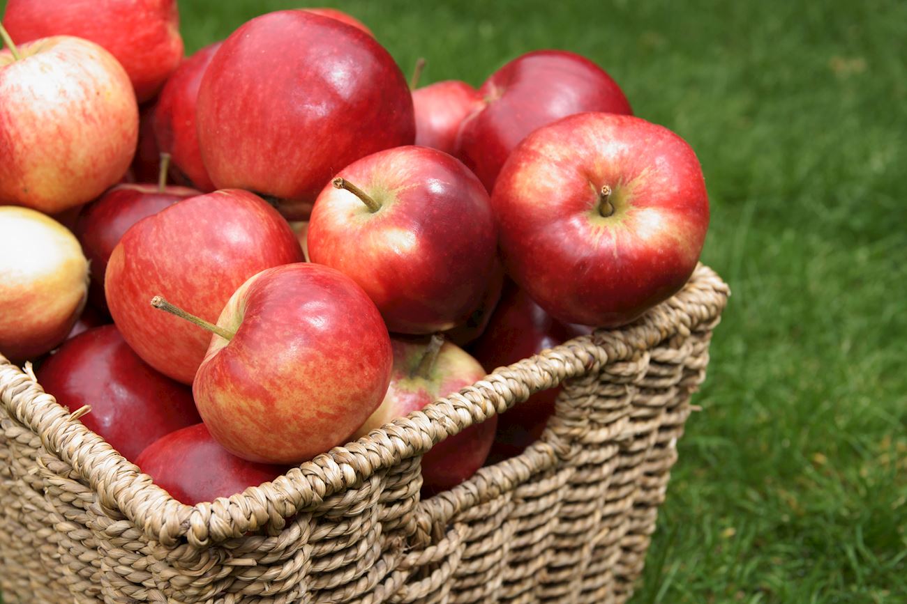 7 Best Apple Varieties in England - TasteAtlas