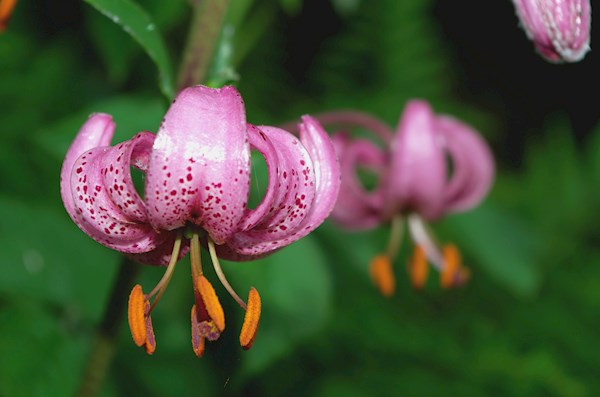 Erotik galereyalar porno jinsiy aloqa Feliks va Tamora porno