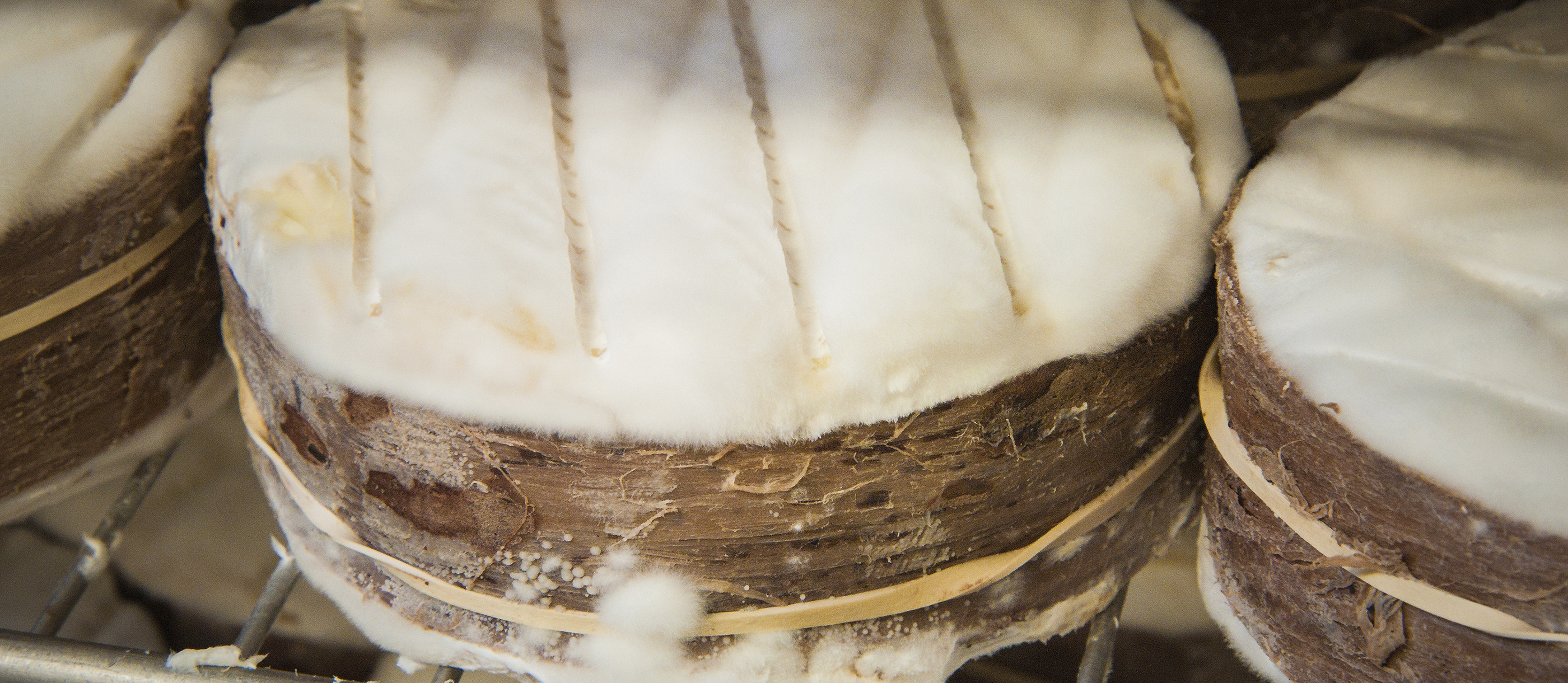 Vermonter Bloomy Rind Cheeses 10 Bloomy Rind Cheese Types in Vermont