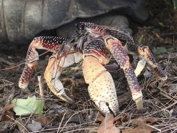 Coconut Crab Vs Spider Crab - samoan images art