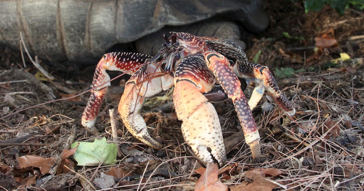 Coconut Crab | Local Crab From Vanuatu