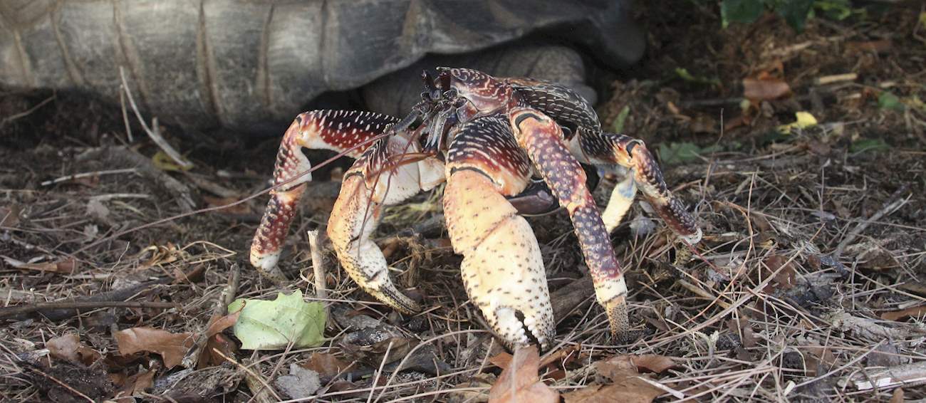 Coconut Crab | Local Crab From Vanuatu