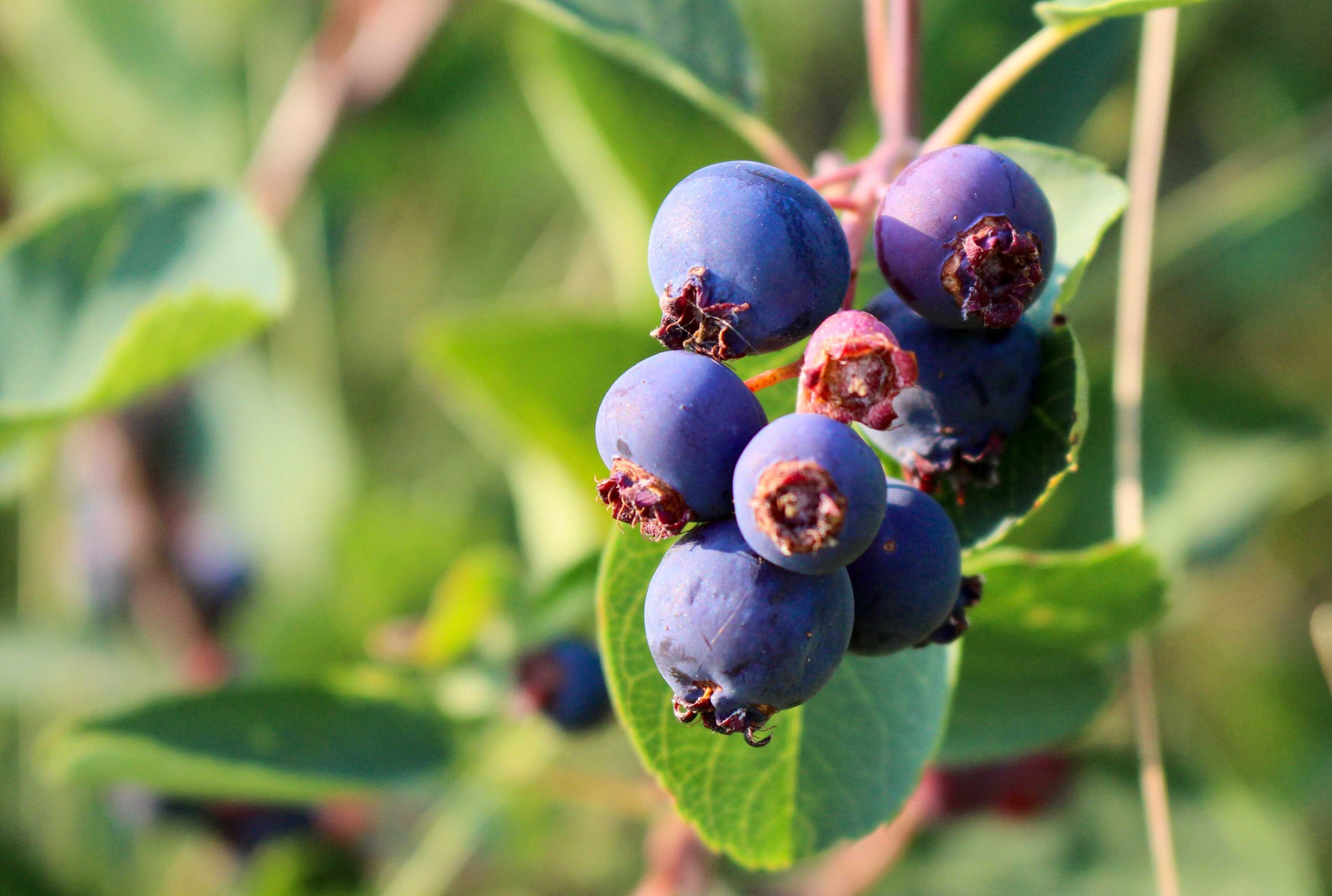 Saskatoon berry