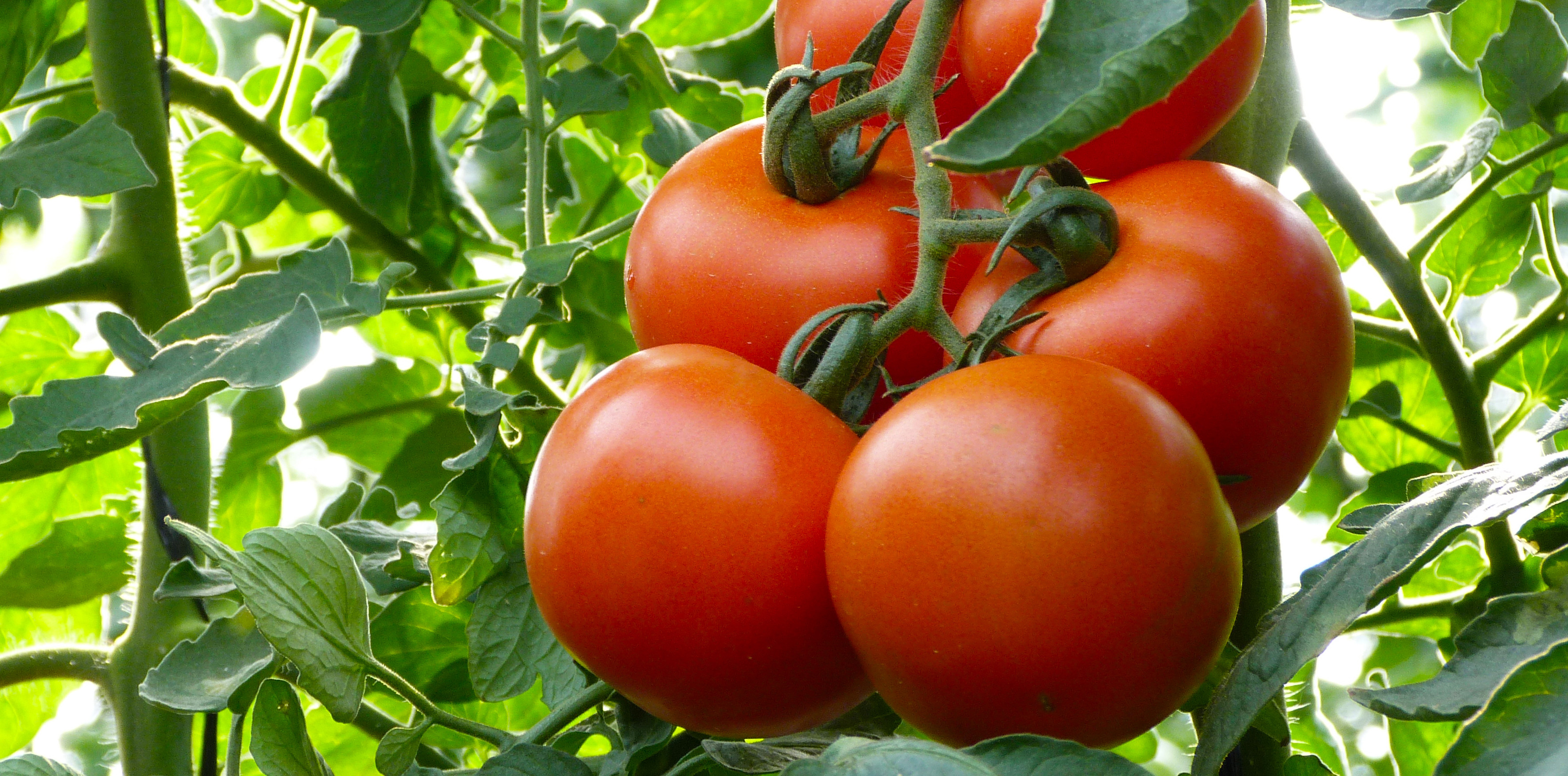 помидор томат фото
