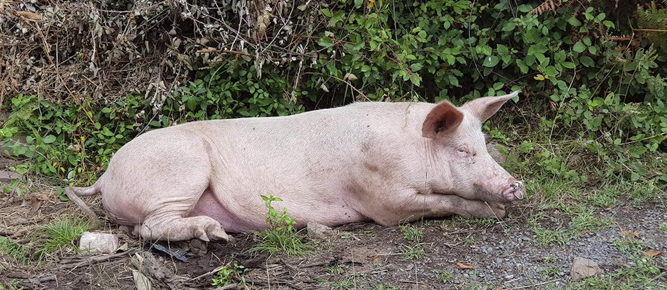 Porc de Franche-Comté | Local Pork From Franche-Comté, France | TasteAtlas