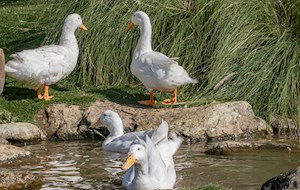American Pekin