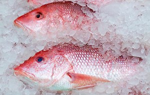 Poulet Fish