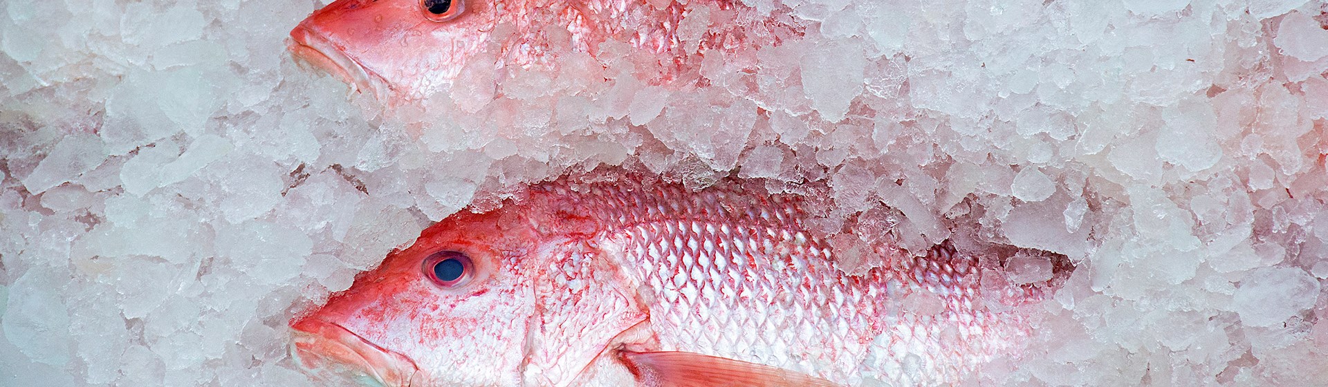 5 Best White Fishes in Australia and Oceania - TasteAtlas