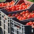 Maida Azienda Agricola Vastola