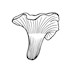 My Gourmet Mushrooms