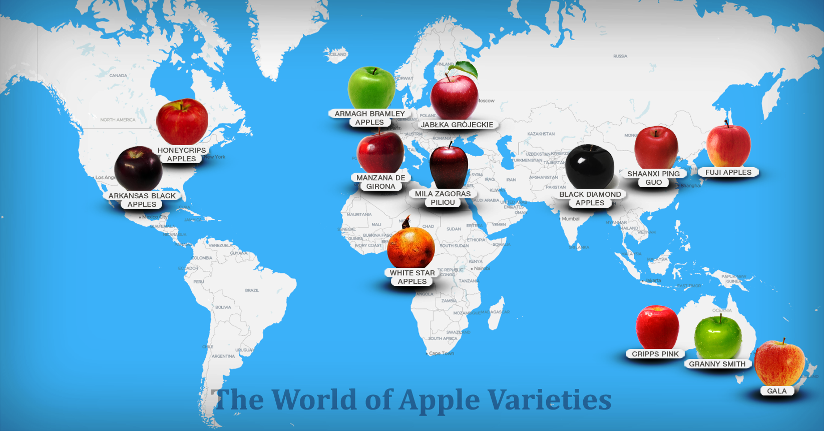 Apples Of The World 116 Apple Types TasteAtlas   Bde5fef701414f109a28688827296dd5 