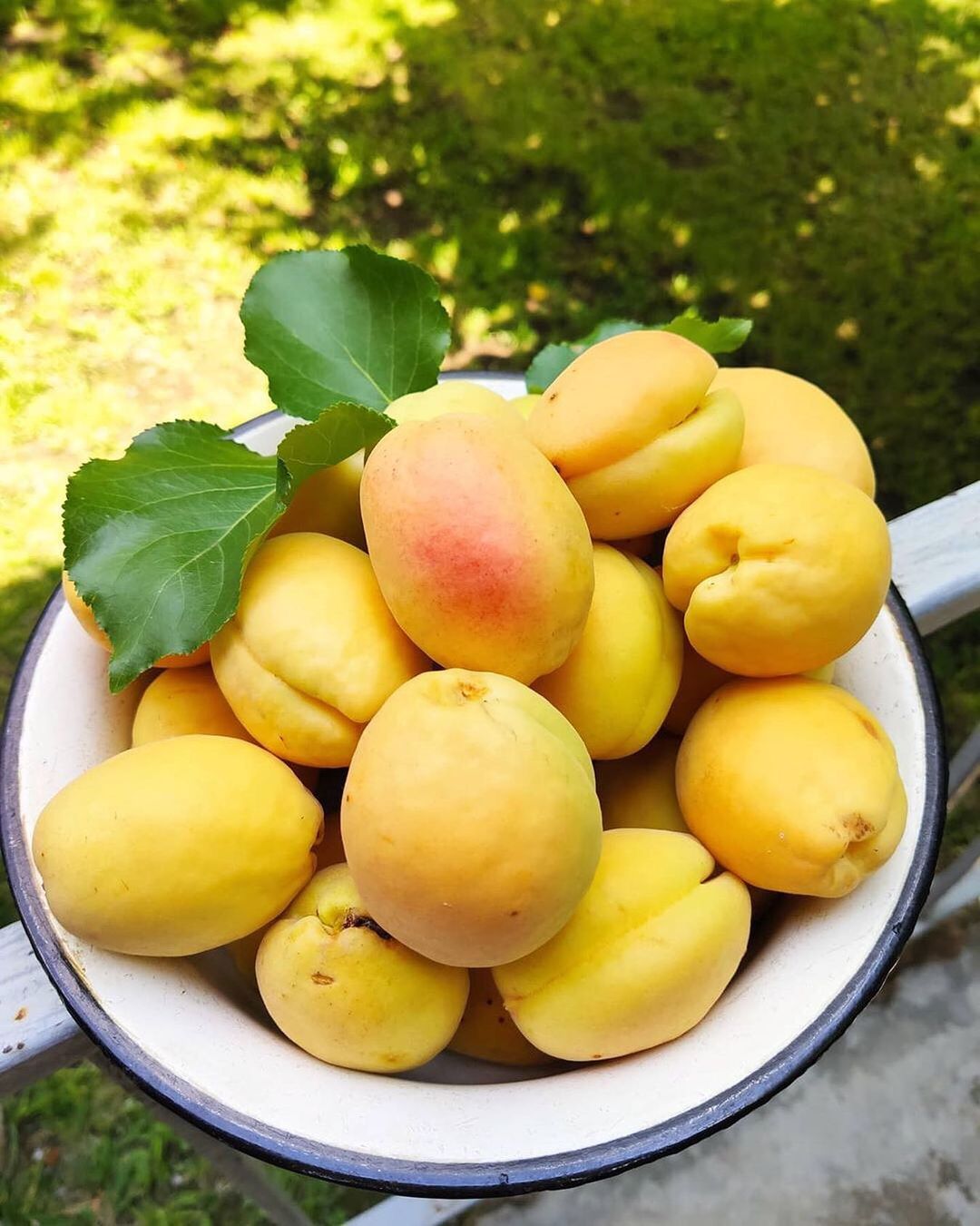 Apricots of the World 10 Apricot Types TasteAtlas